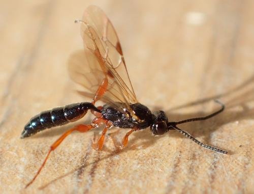 Stenodontus sp.